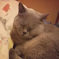 melisa