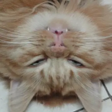 lingroro