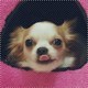 judytse