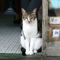 好似一旧云