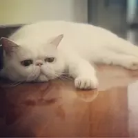 Pakchicat