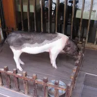 幸福森巴豚