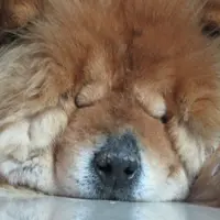chansiuchow