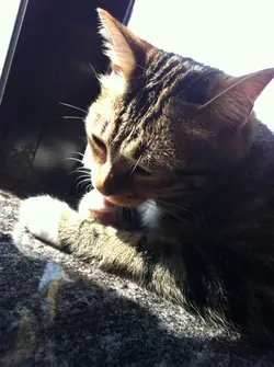 SHOWNAT