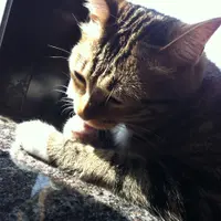 SHOWNAT