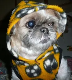 dordorbee
