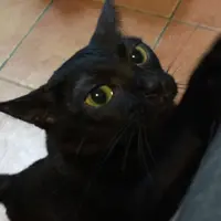 messiyip