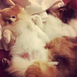 Hunnibees