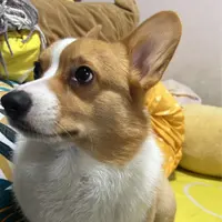 athena yan