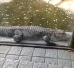 鳳凰丸