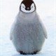 Fat Fat Penguin