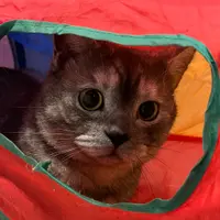 cwssum