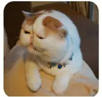 香港小積