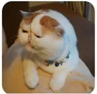 香港小積