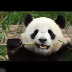 為食熊貓佳