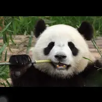 为食熊猫佳