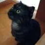 catngu