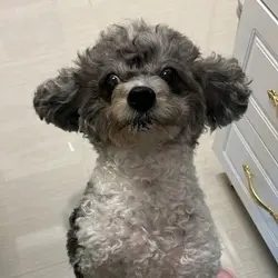 moonbaby