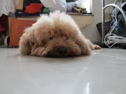 小狗麥皮
