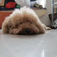 小狗麦皮
