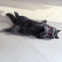 紫貓
