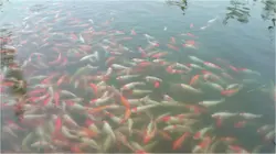 閑人閑事
