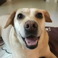 crazyangle