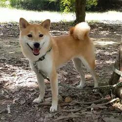 pingogo