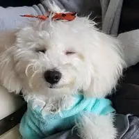 bbfannylee