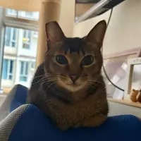 Carrrrri
