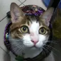 5catshome