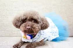 suki mama