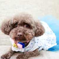suki mama