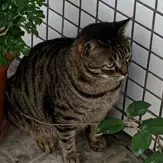kapasiu