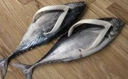 最緊要有得食