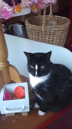 catyummy