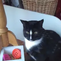 catyummy