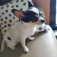 tenten41