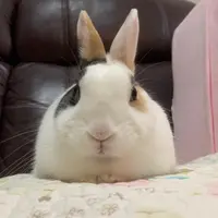 Pochaccowy