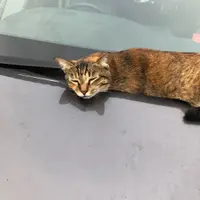 Stepppchan