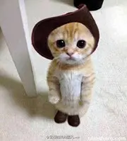 poiuylikes