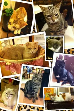 meowivy
