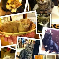 meowivy