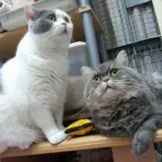crystalcat007
