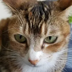 九龍小貓在香港