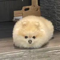 Cyrus.L