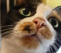 imfafa