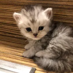 Simon Chico
