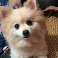 joey.ng.7731