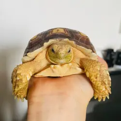 大大頭大大